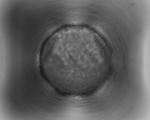 X0000088130640200706041949