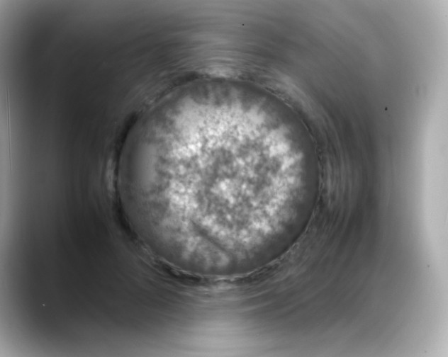 X0000088130696200706041949