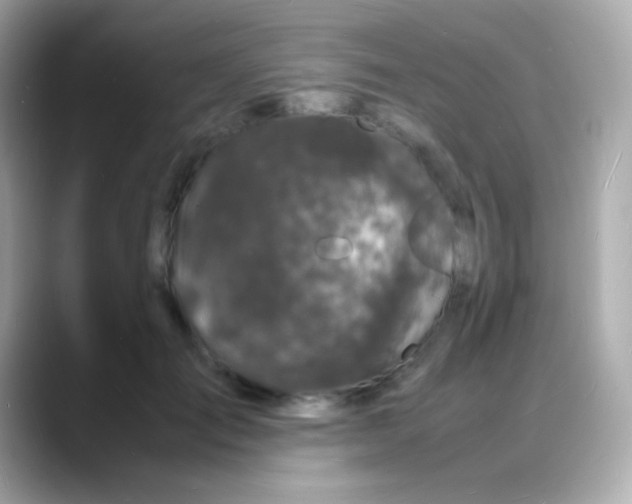 X0000088130701200706041949