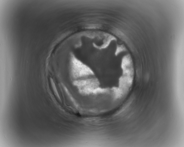 X0000088130721200706041948