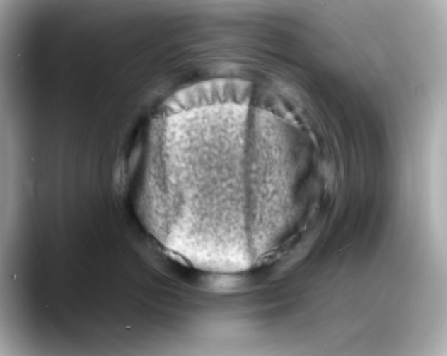 X0000088130766200706041948