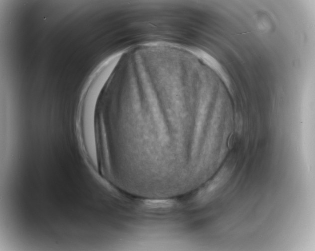 X0000088130863200706041947