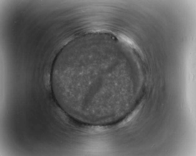 X0000088130881200706041946