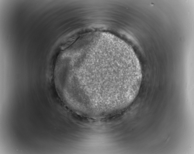 X0000088130920200706041945