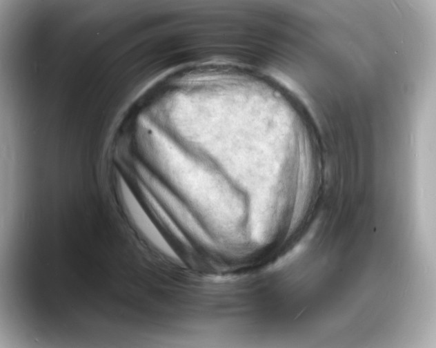 X0000088130925200706041945