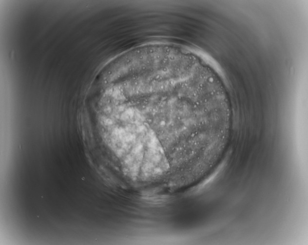 X0000088130953200706041946