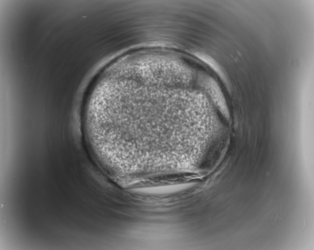 X0000088131120200706041943