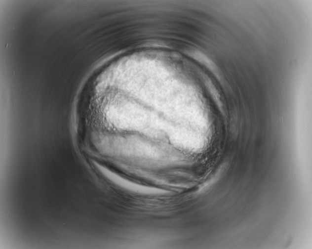 X0000088131125200706041943