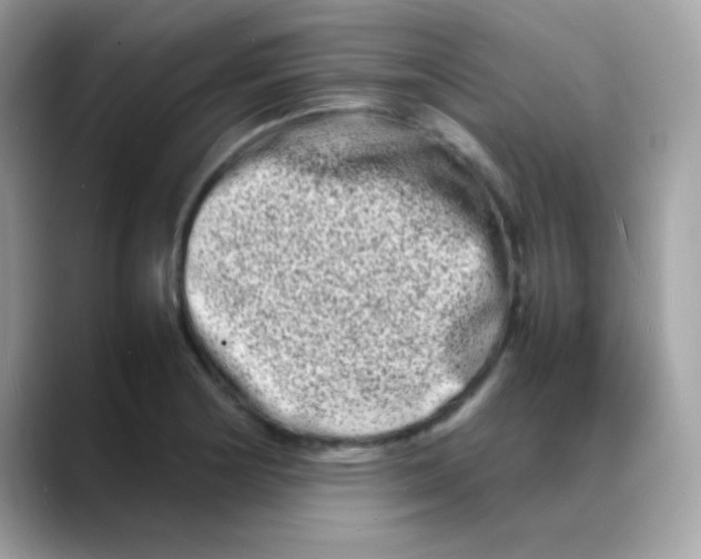 X0000088131178200706041942