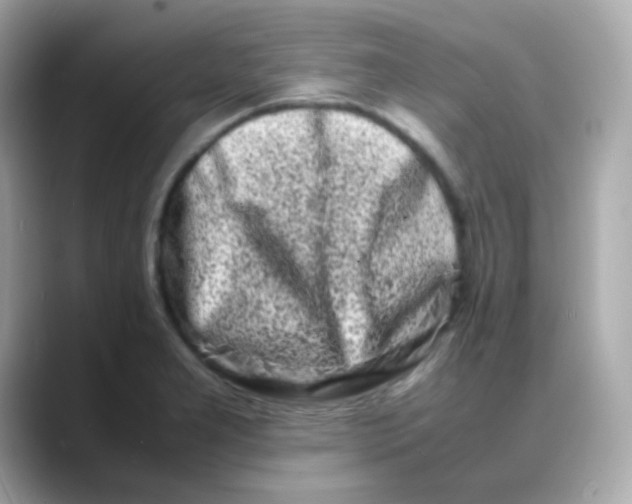 X0000088131277200706041941