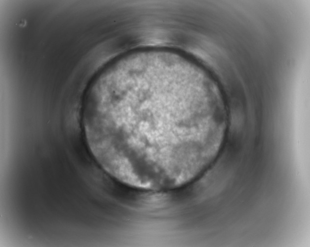 X0000088131314200706041940