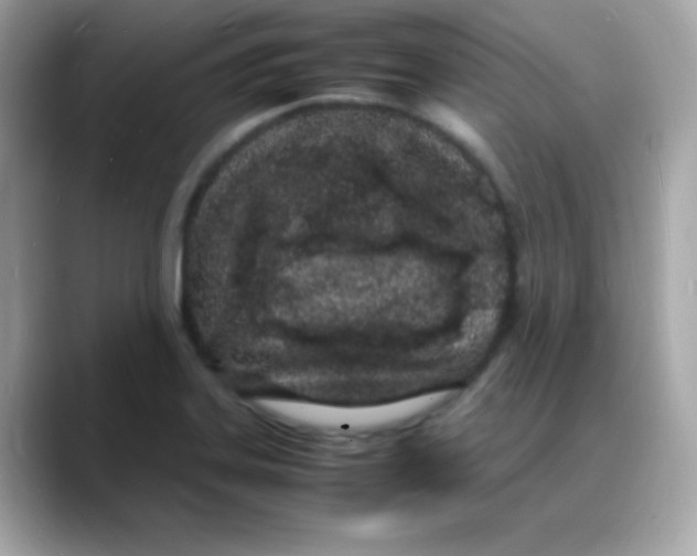 X0000088131323200706041941