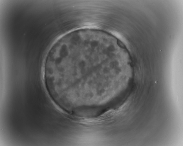 X0000088131383200706041940