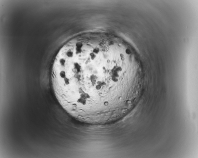 X0000088131455200706041939