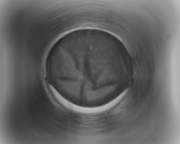 X0000088131515200706041938