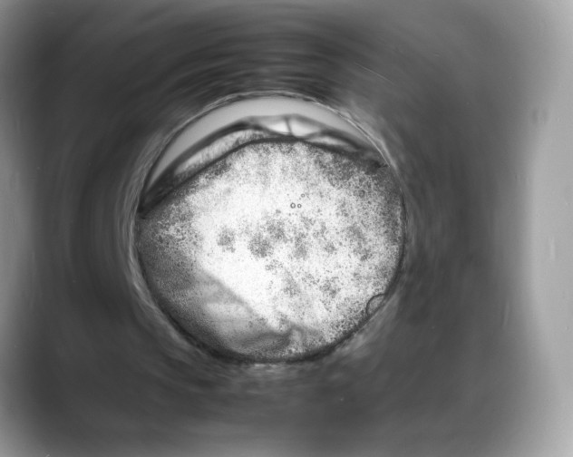 X0000088130145200706111413