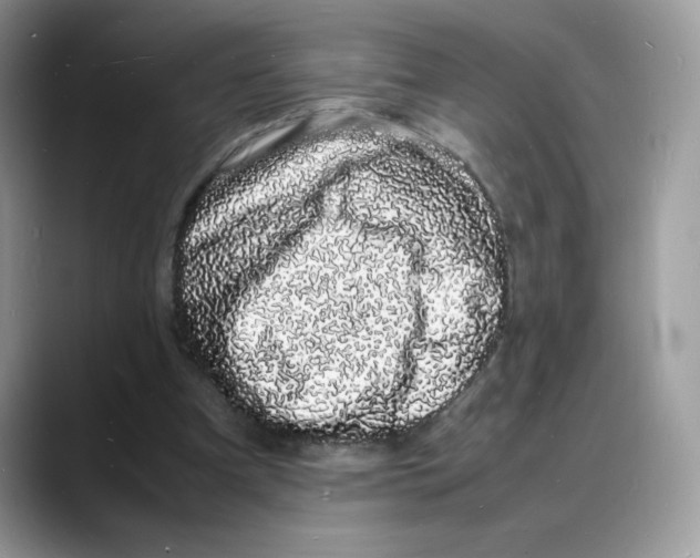 X0000088130297200706111412