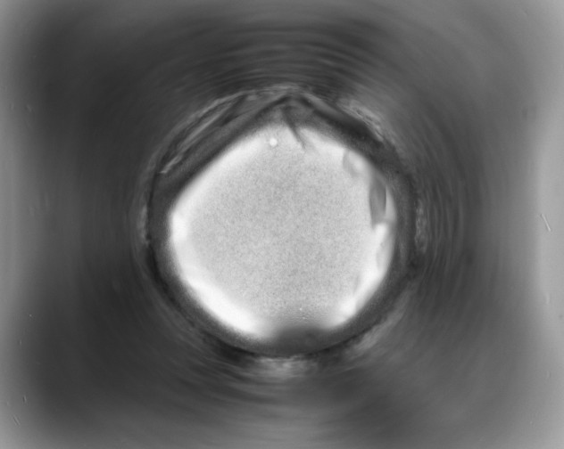 X0000088130351200706111411