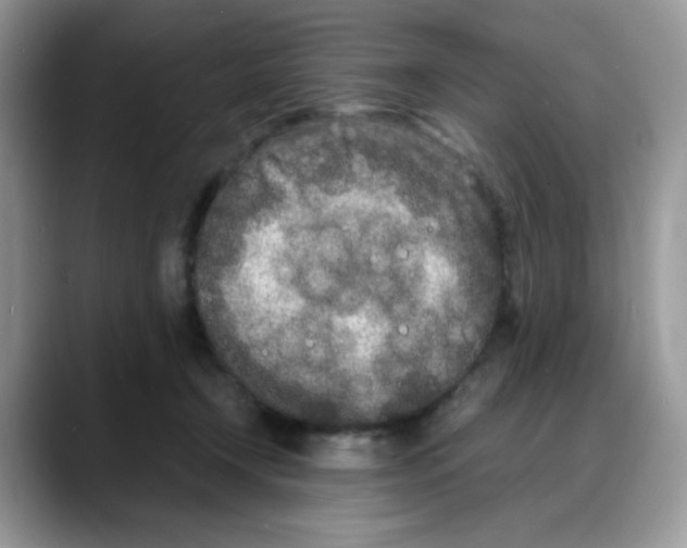 X0000088130366200706111411