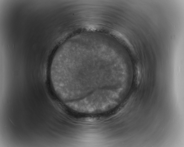 X0000088130496200706111410