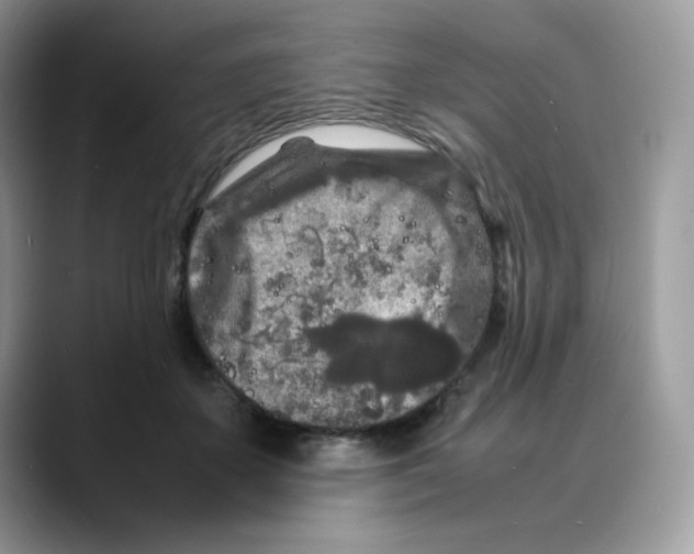 X0000088130507200706111410