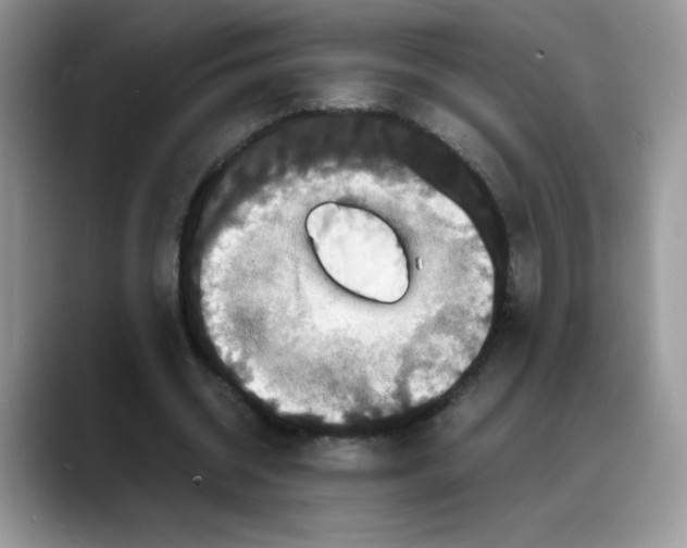 X0000088130534200706111409