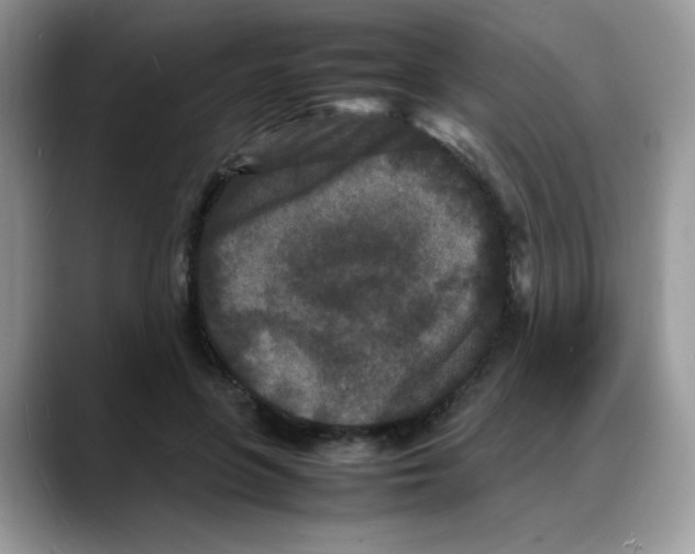 X0000088130551200706111409