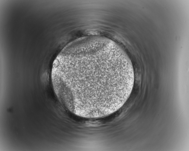 X0000088130603200706111408