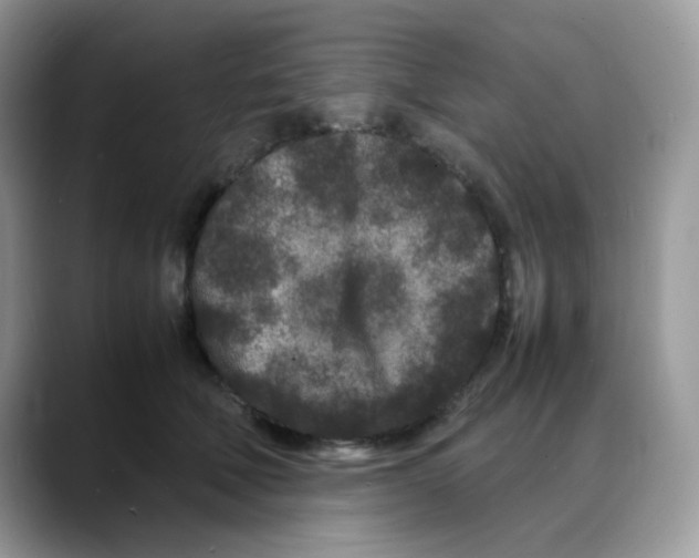 X0000088130610200706111408