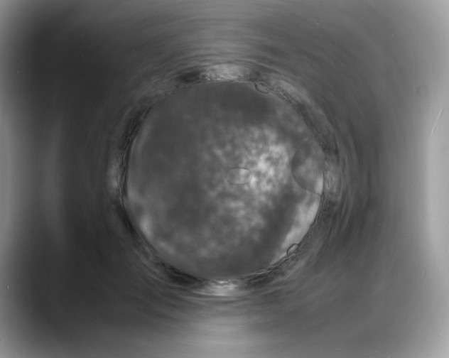 X0000088130701200706111407