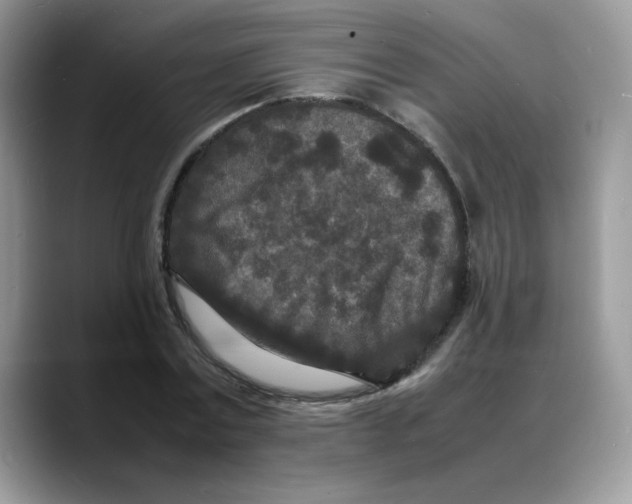 X0000088130779200706111406