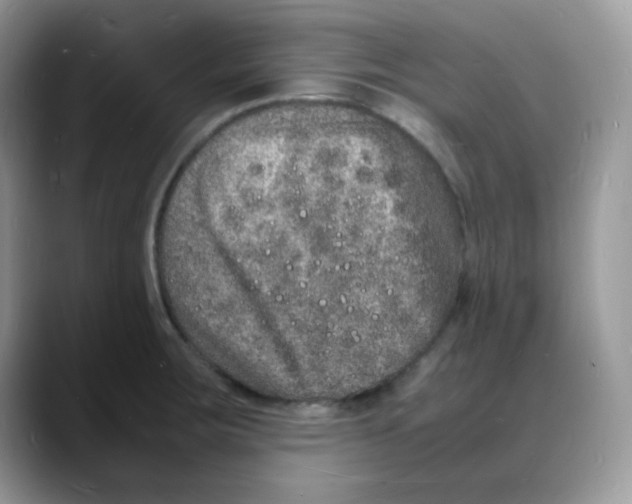 X0000088131283200706111401