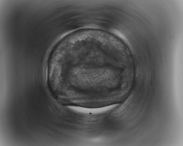 X0000088131323200706111400