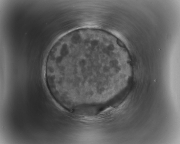 X0000088131383200706111359