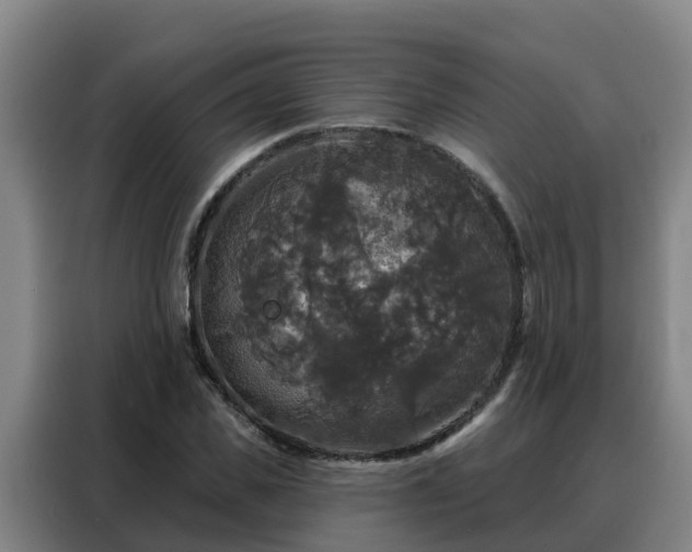X0000088140925200705211133
