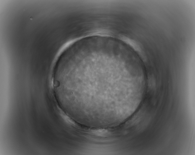 X0000088141462200705211126