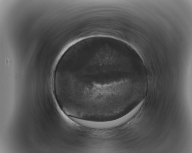 X0000088141531200705211125