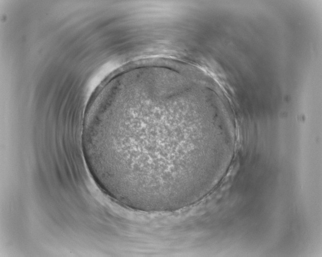 X0000088140003200705291409