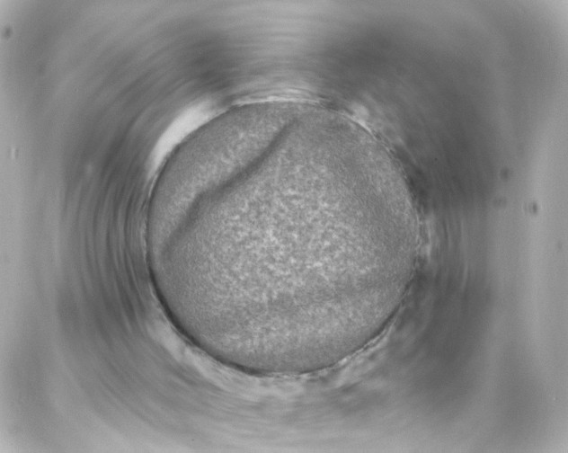 X0000088140004200705291409