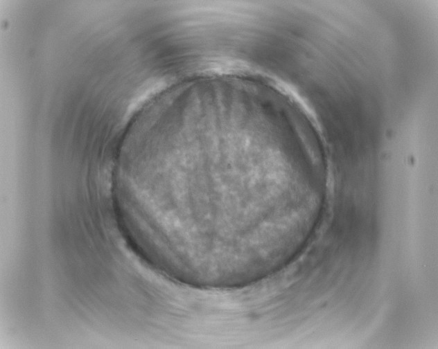 X0000088140010200705291409