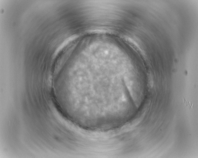 X0000088140016200705291409