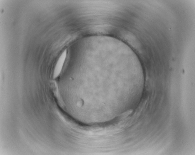 X0000088140021200705291409