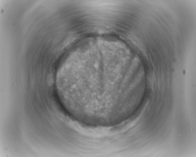 X0000088140032200705291409