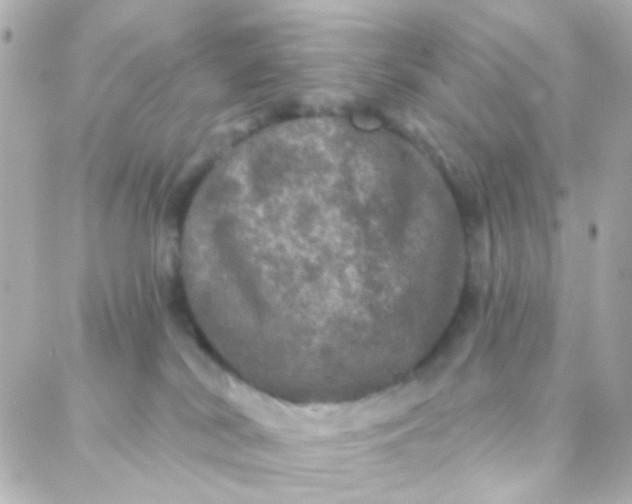 X0000088140038200705291409