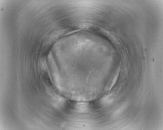 X0000088140240200705291405