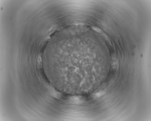X0000088140523200705291401