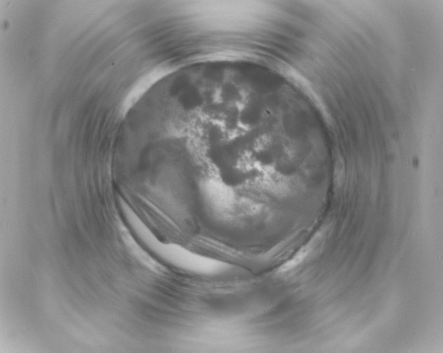 X0000088141417200705291346