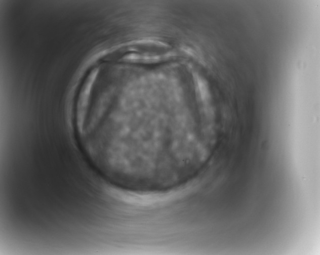 X0000088140006200706041345