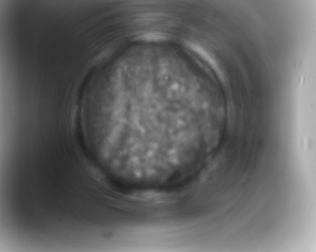 X0000088140153200706041343