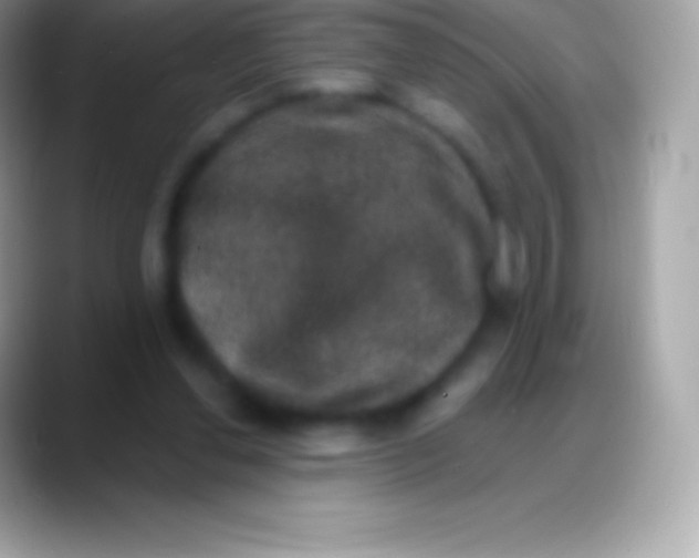 X0000088140252200706041342